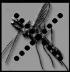 No mosquito